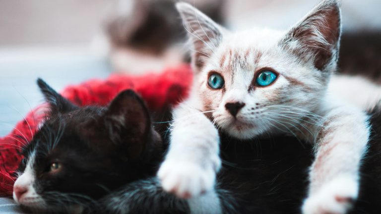 Chats-Illustration-2082142.jpg